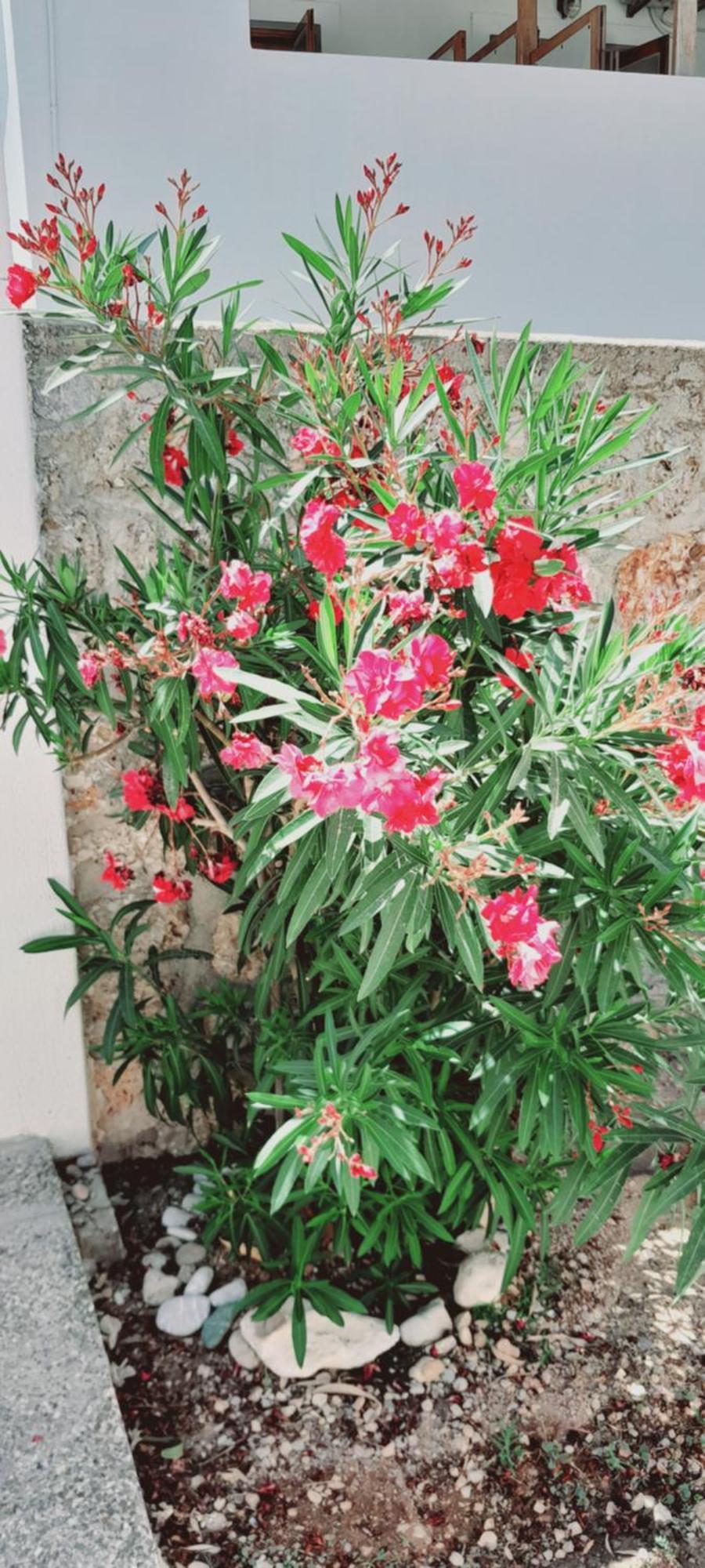 Sunblaze Studios1 Spetses Екстер'єр фото